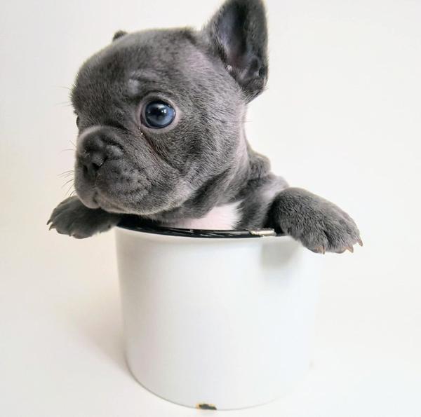 Mini blue French Bulldog for Sale MN sitting in a white cup, showcasing compact size and cute expression