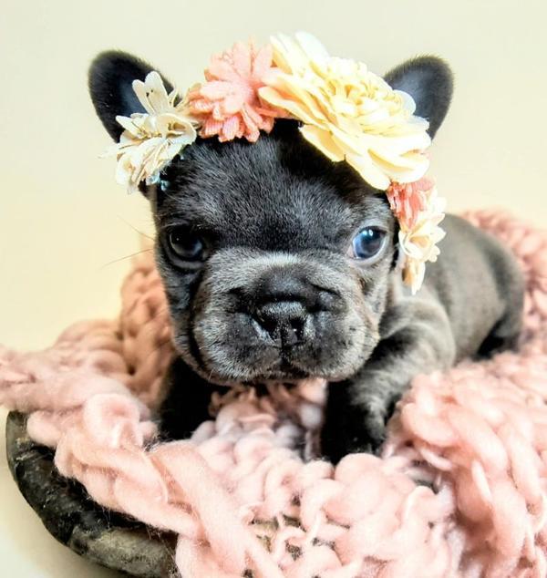 Adorable blue French Bulldog for Sale MN lying on pink knit blanket with flower crown, ready for a loving home
