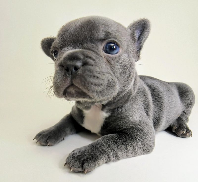 Blue French Bulldog puppy with rare silver-blue coat from MN breeder