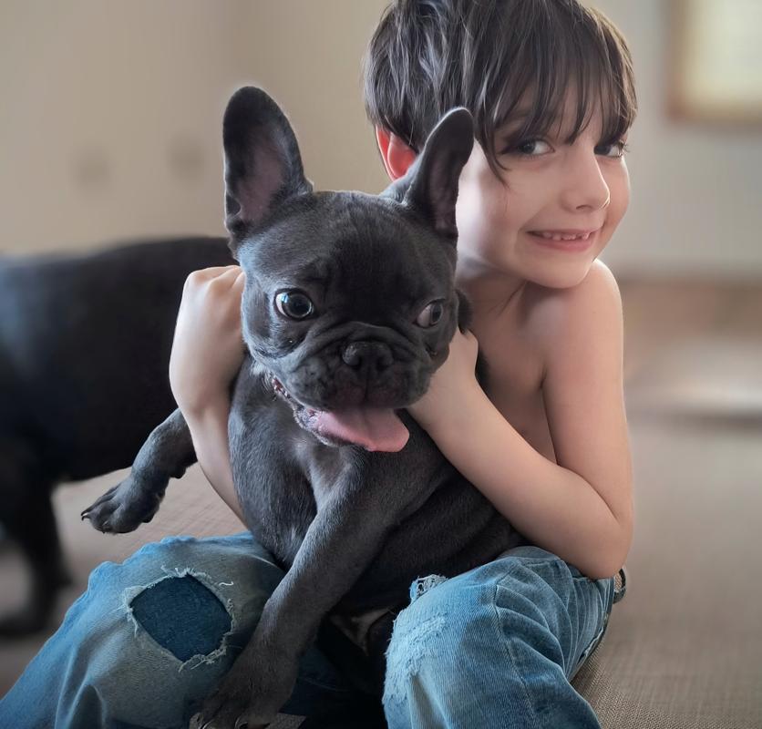 Home-raised Mini French Bulldog puppies - playing in the living room