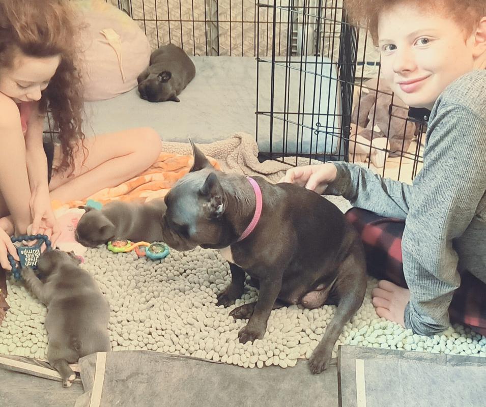 Our family with Mini French Bulldog puppies in MN