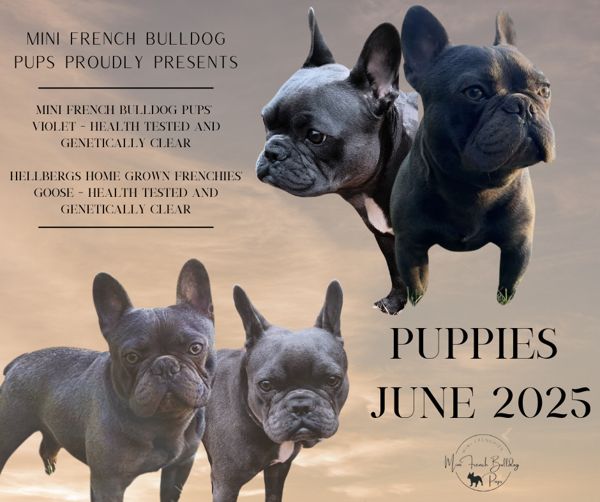 rench Bulldog for Sale MN – health-tested blue parents Violet and Goose, puppies expected June 2025